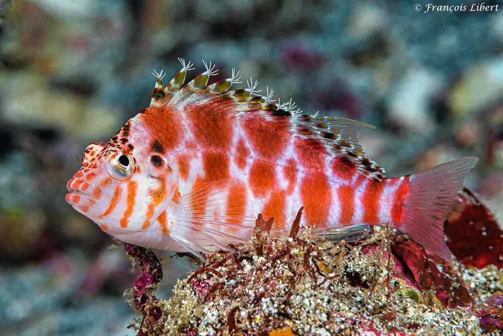 Spotted Hawkfish — foto de referência