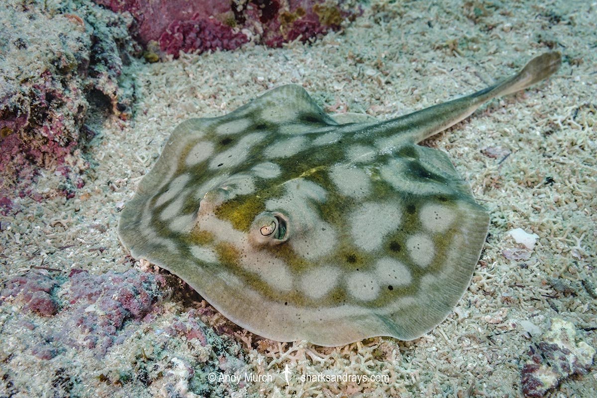 Cortez Round Stingray — foto de referência