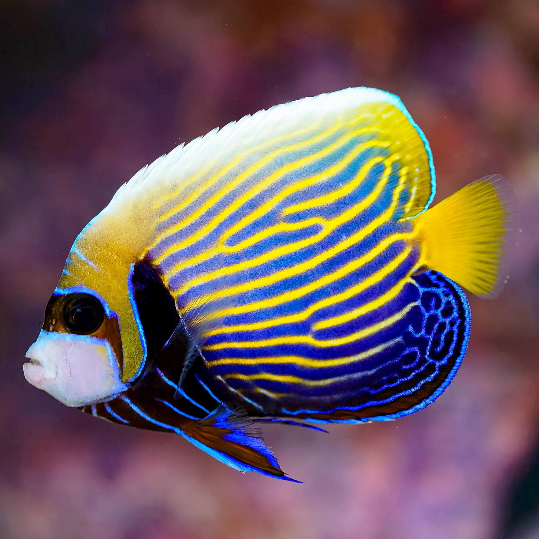 Imperator Angelfish — foto de referência