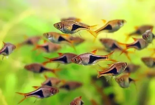 Rasbora Arlequim