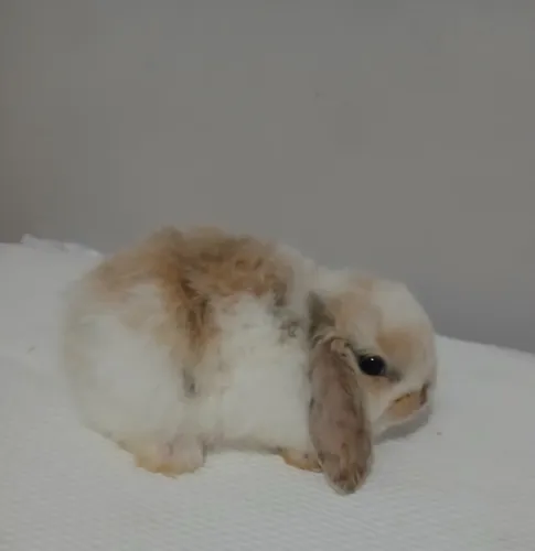Coelho Mini Lop — foto de referência
