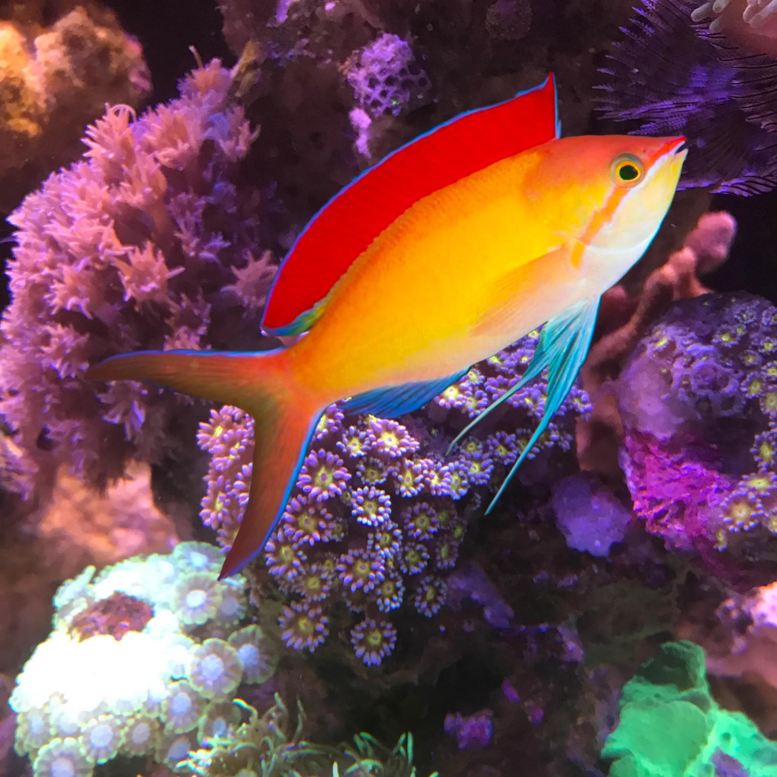 Anthias Dispar — foto de referência