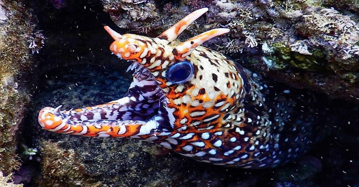 Dragon Moray — foto de referência
