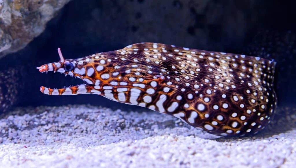 Dragon Moray — foto de referência