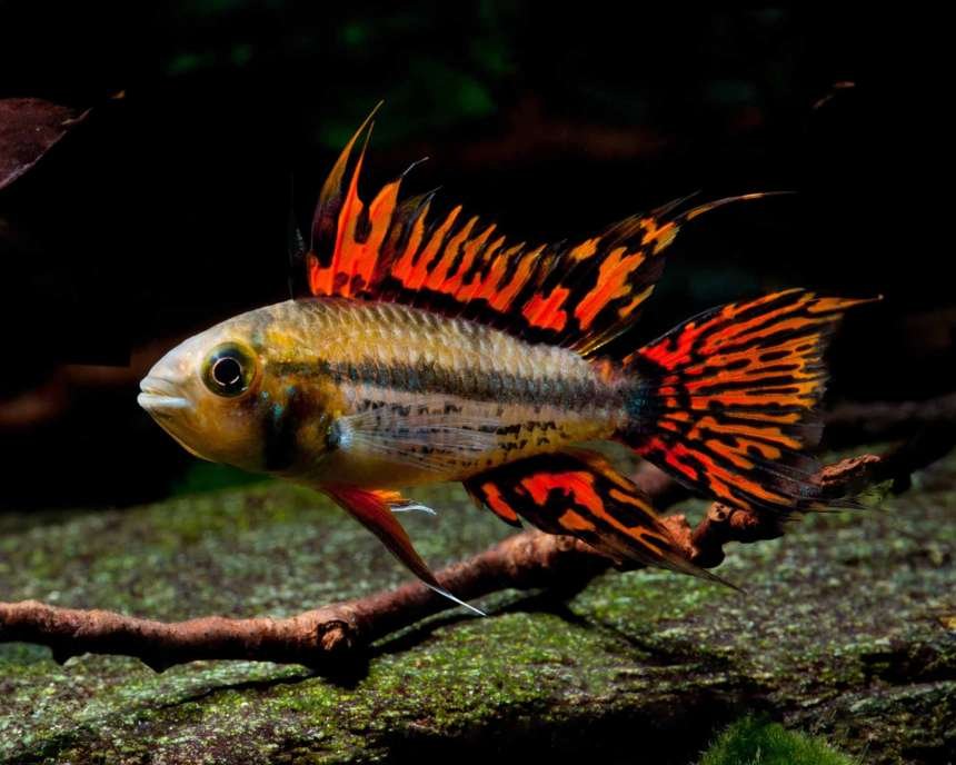 Apistogramma Cacatuoides — foto de referência
