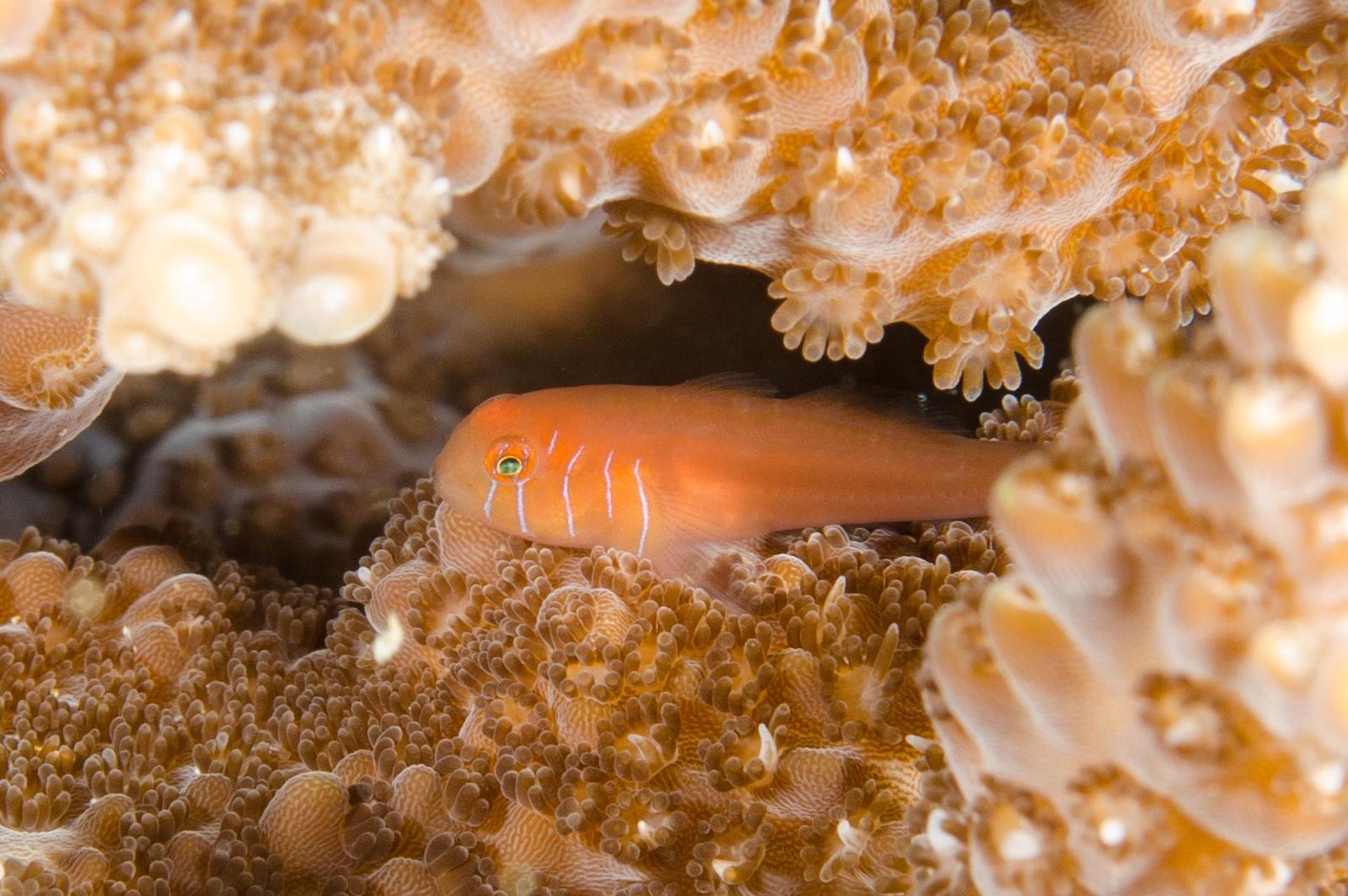 Lined Coral Goby — foto de referência