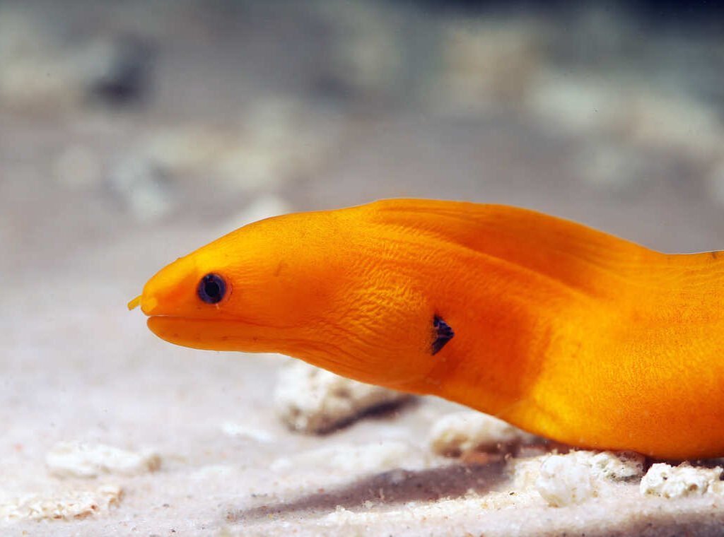 Golden Dwarf Moray