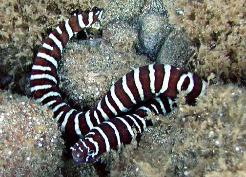 Zebra Moray — foto de referência