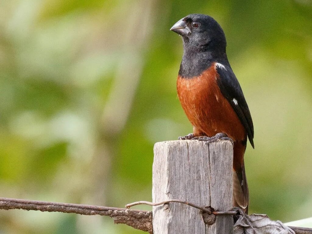 Curió — foto de referência