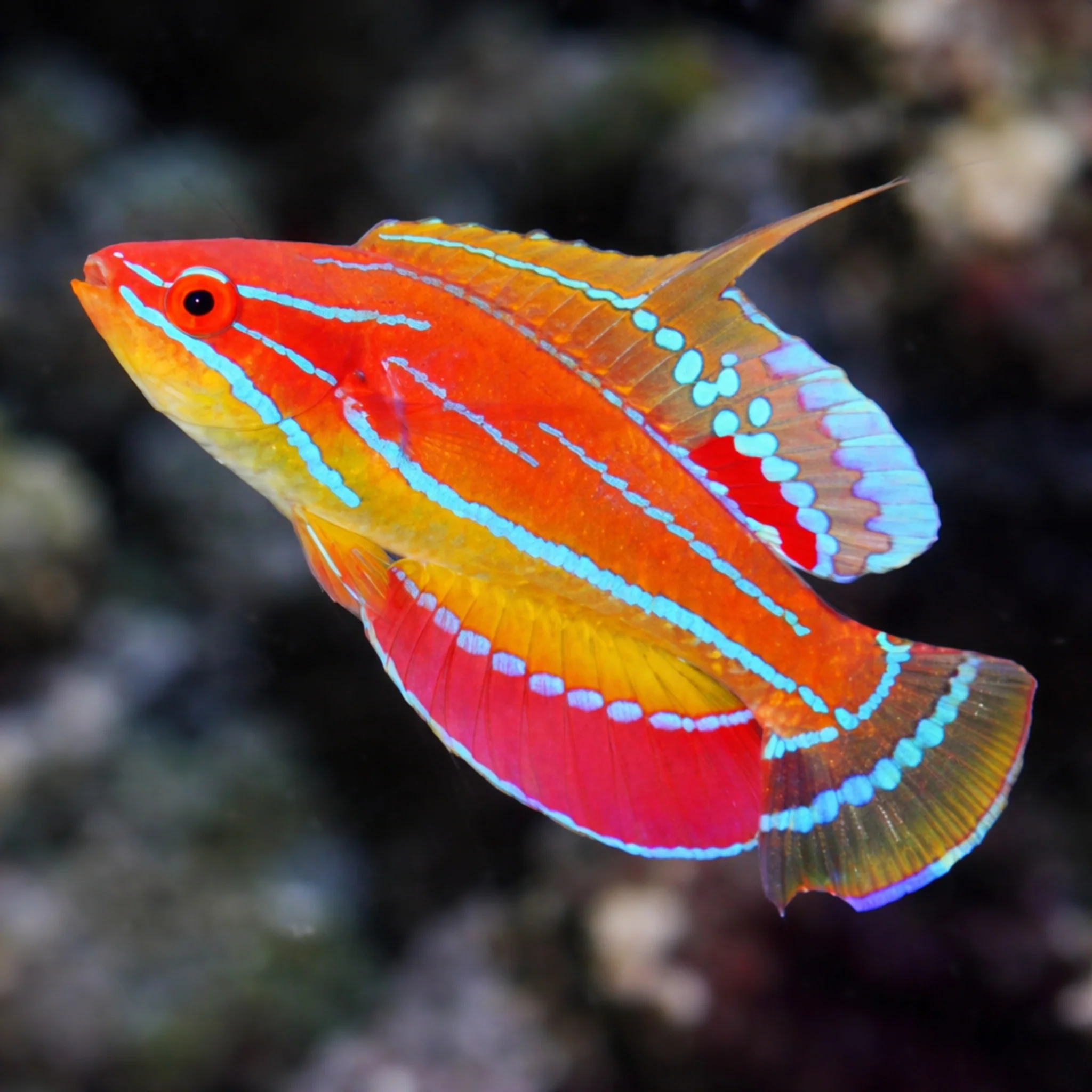 McCosker’s Flasher Wrasse — foto de referência