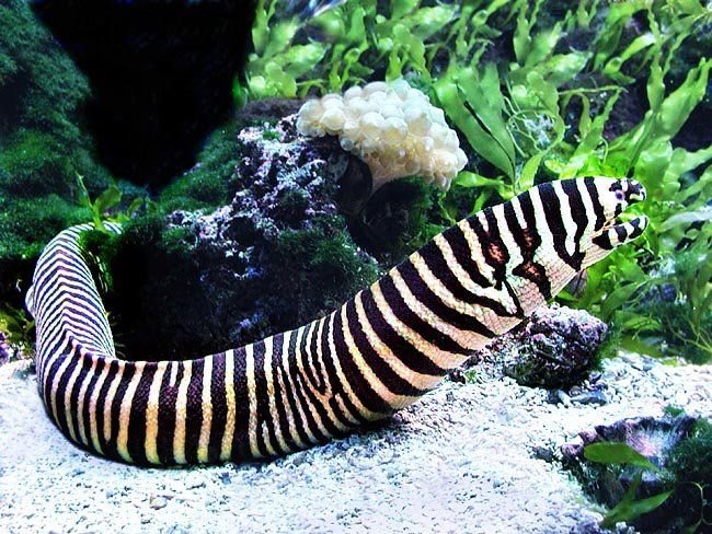 Zebra Moray