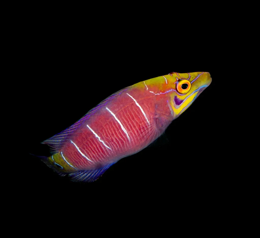 Mystery Wrasse