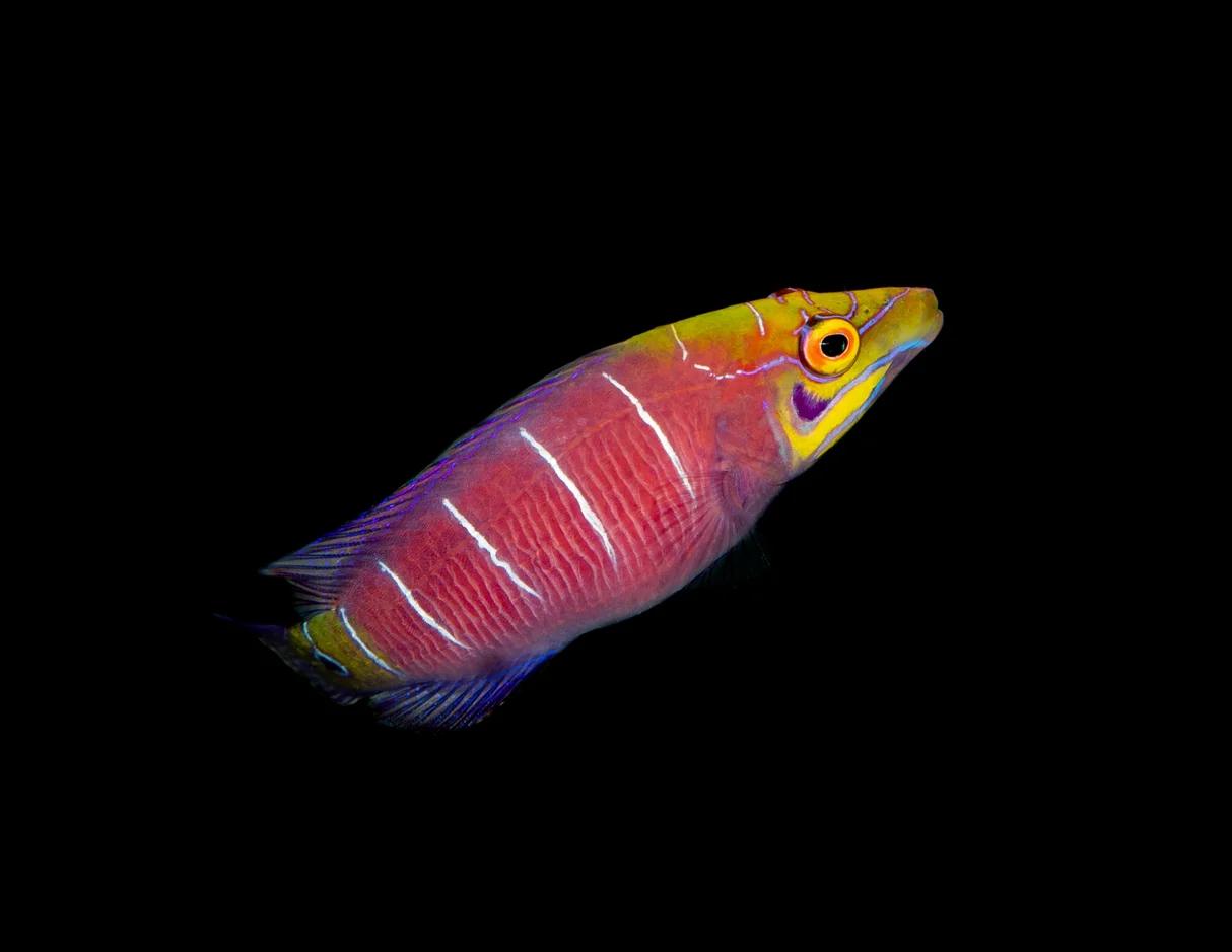 Mystery Wrasse — foto de referência