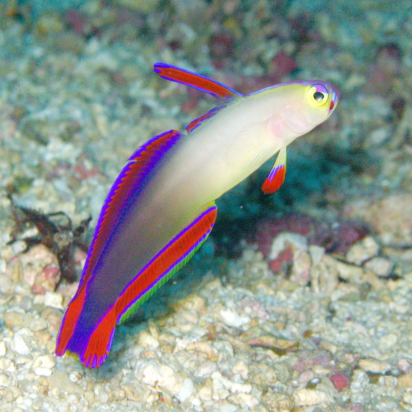 Purple Firefish — foto de referência