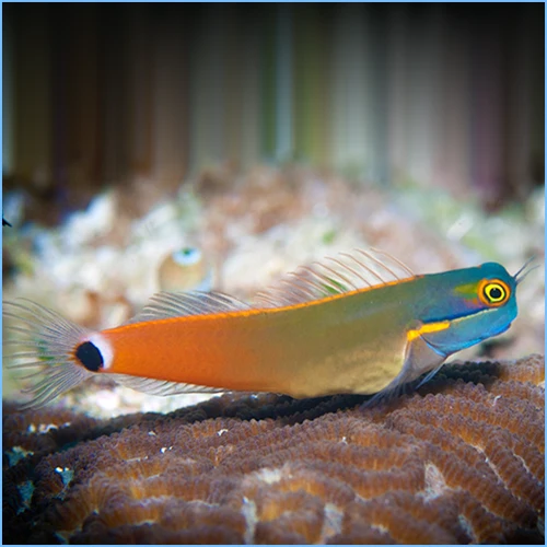 Tailspot Blenny — foto de referência