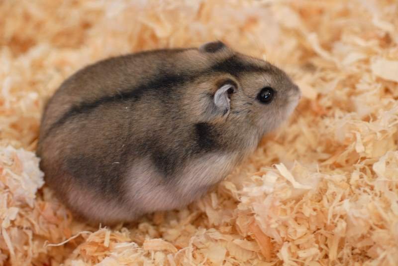 Hamster Anão Russo — foto de referência