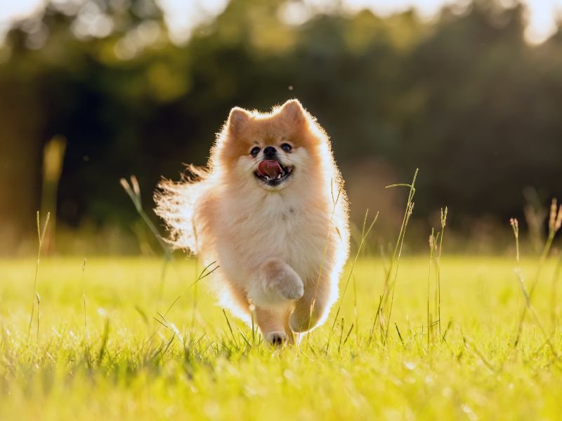 Spitz Alemão / Lulu da Pomerânia