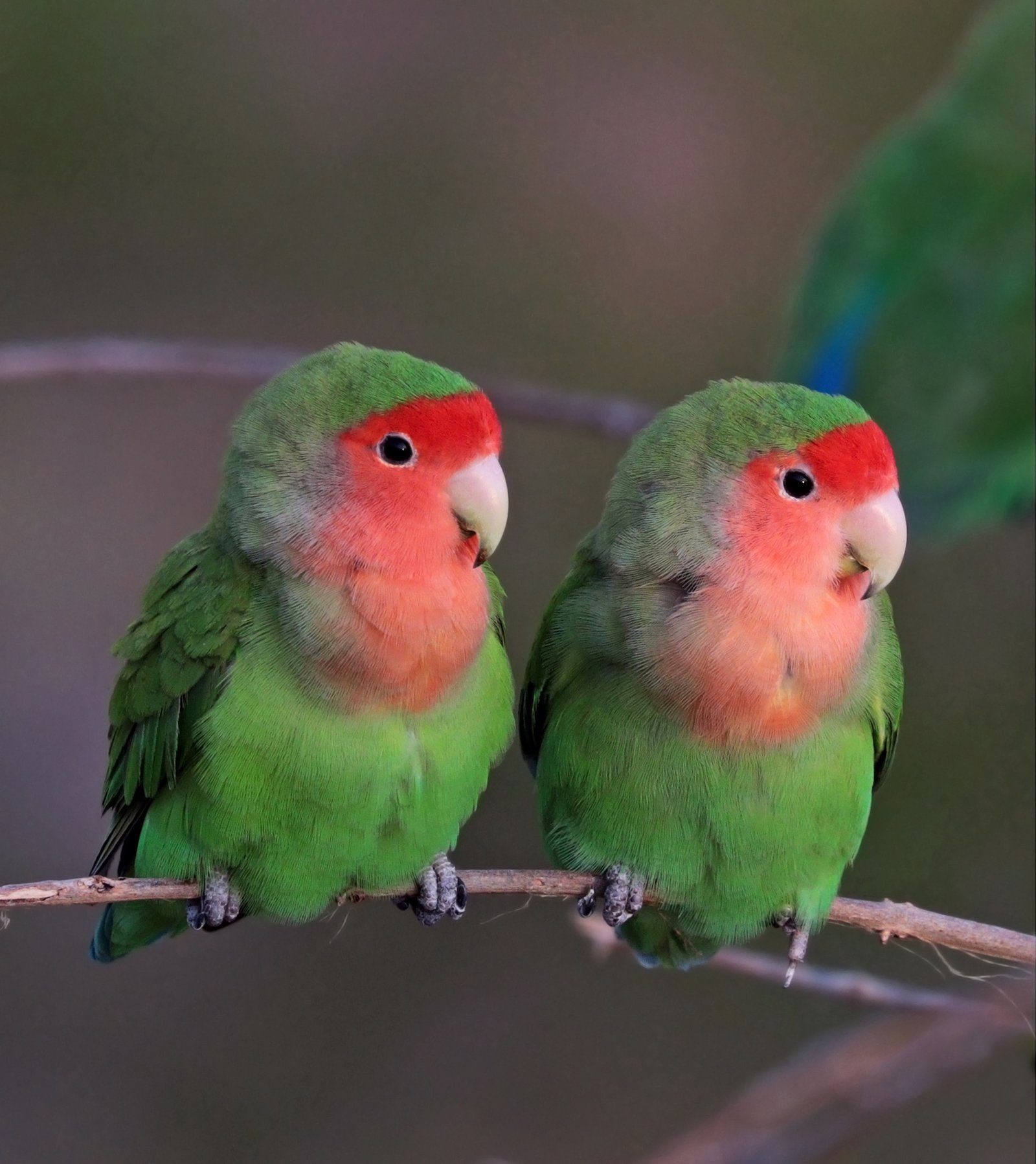 Agapornis Roseicollis — foto de referência