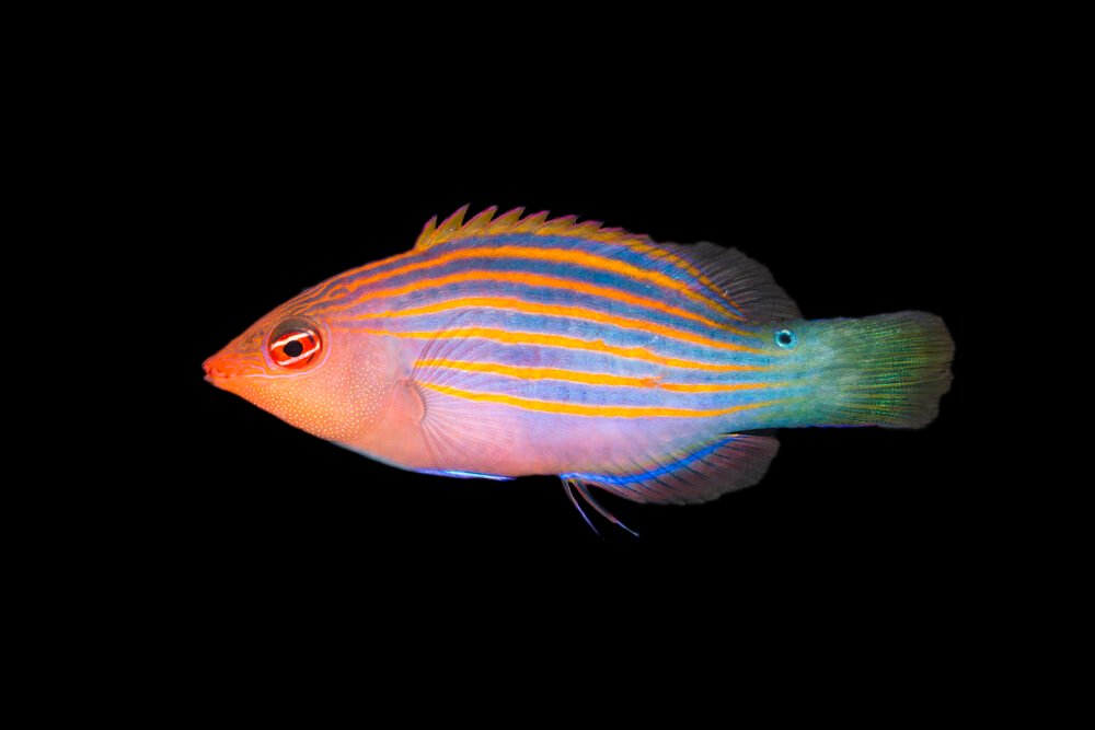 Six Line Wrasse — foto de referência