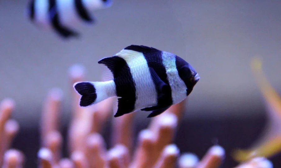 4 Stripe Damsel