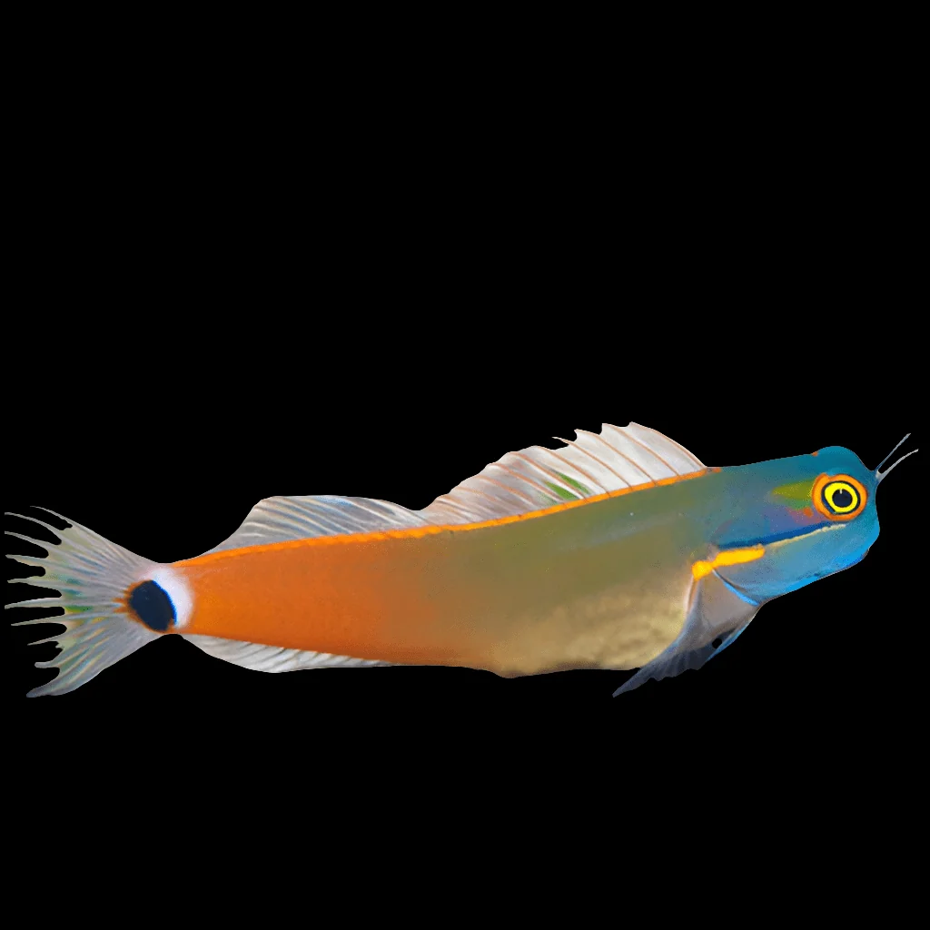 Tailspot Blenny