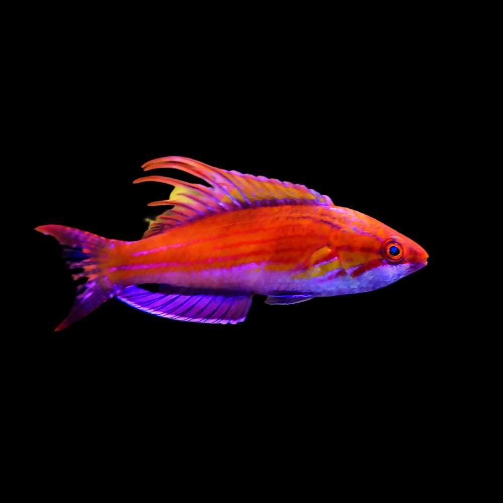 Carpenter’s Flasher Wrasse — foto de referência