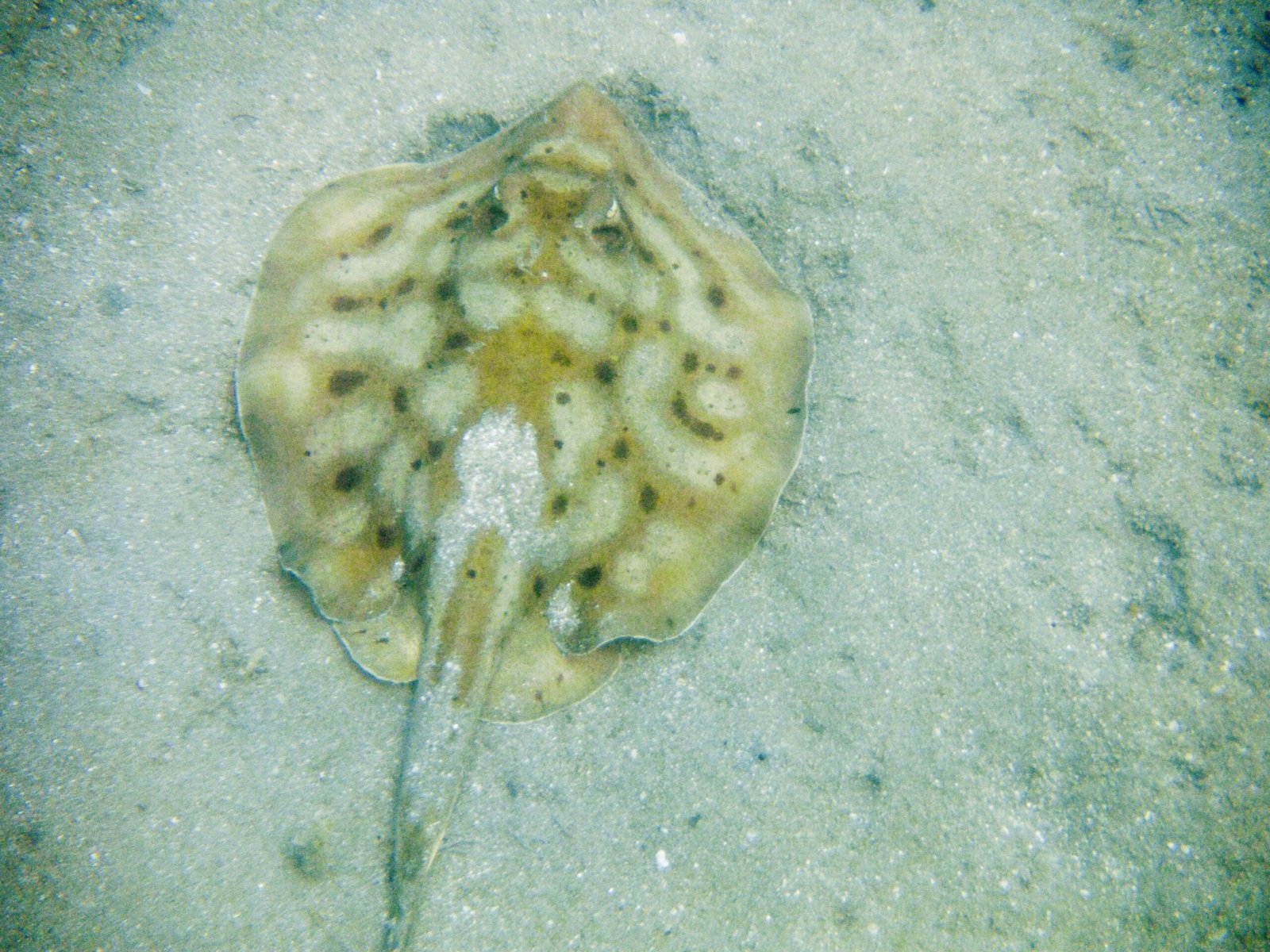 Cortez Round Stingray — foto de referência