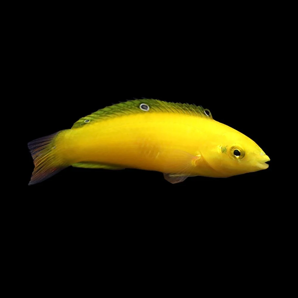 Yellow Coris Wrasse — foto de referência
