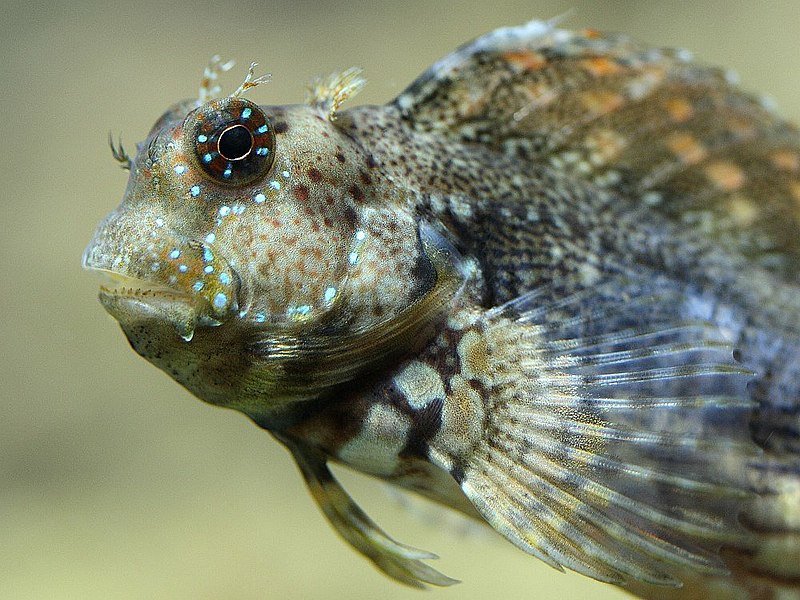 Lawnmower Blenny Rock Algae — foto de referência