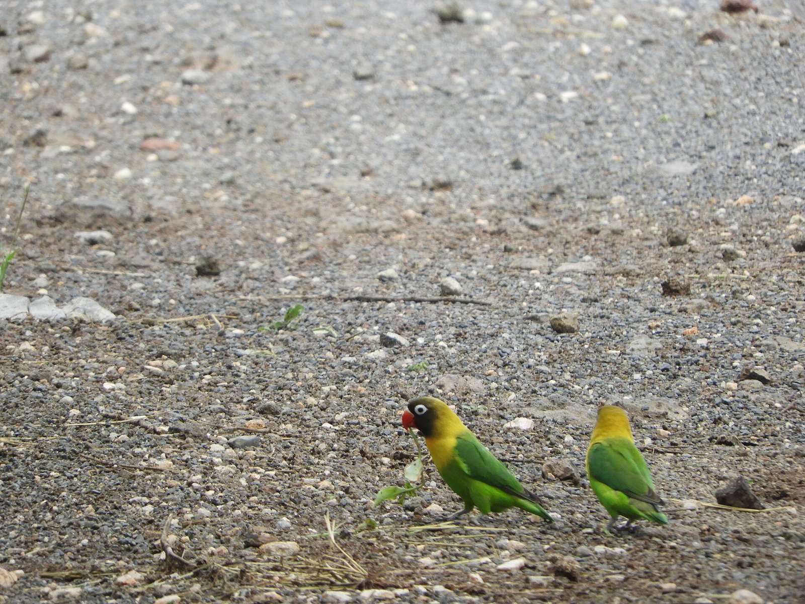 Agapornis Personatus — foto de referência