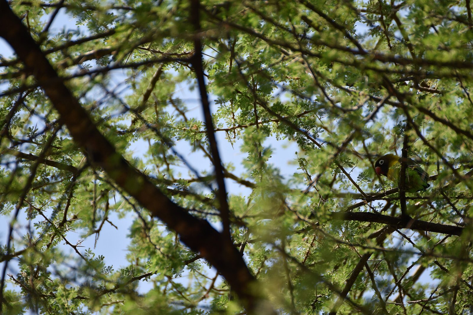 Agapornis Personatus — foto de referência