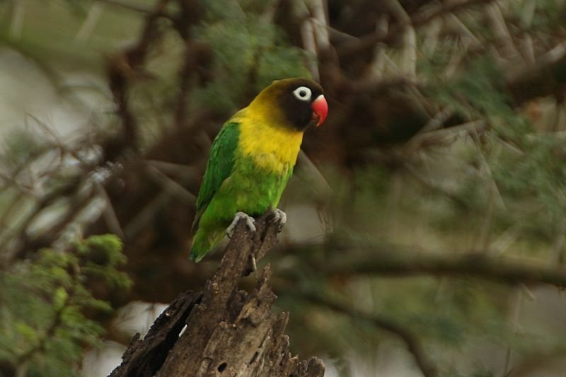 Agapornis Personatus