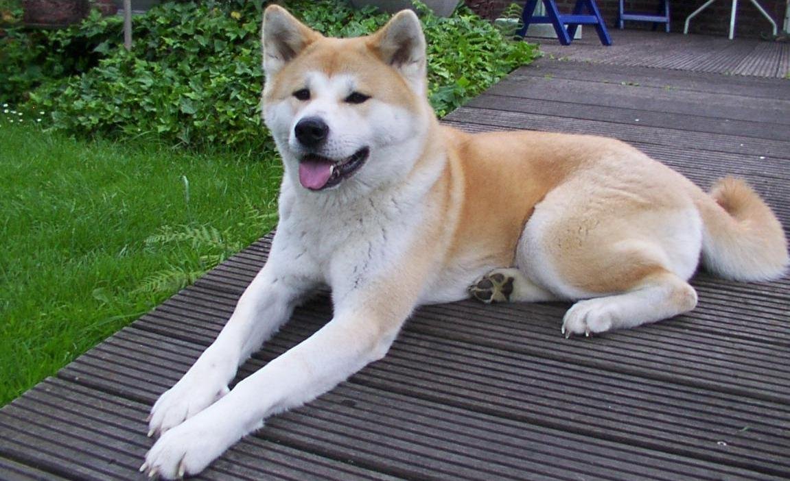 Akita Inu — foto de referência