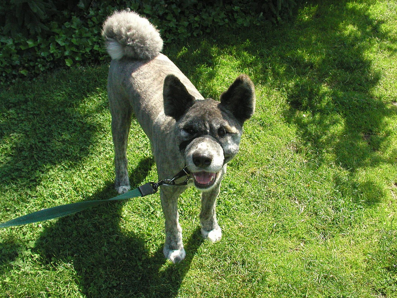 Akita Inu — foto de referência