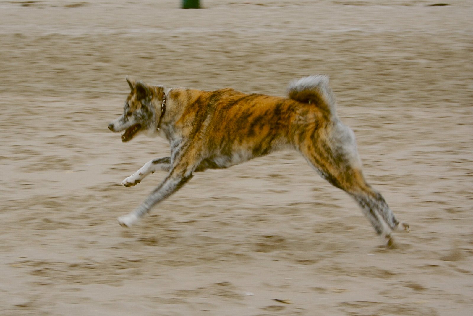 Akita Inu — foto de referência