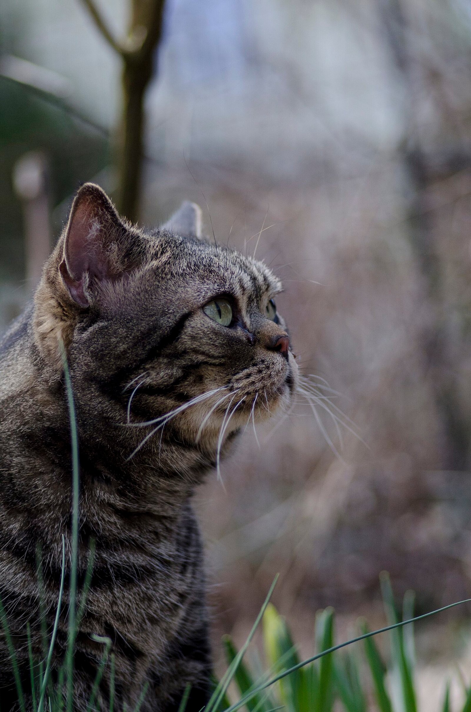 American Shorthair — foto de referência