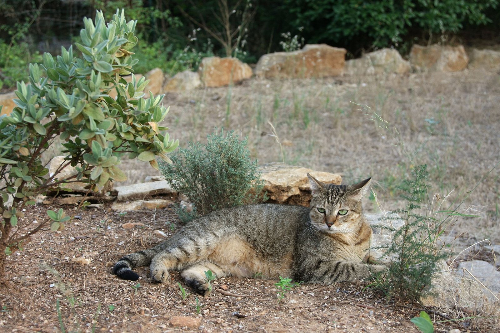 American Shorthair — foto de referência