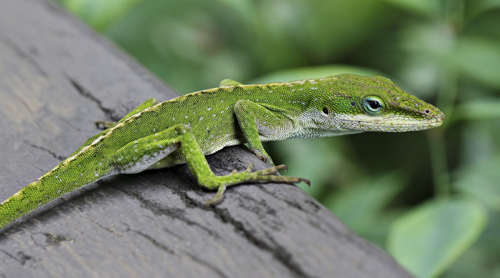 Anolis Verde — foto de referência