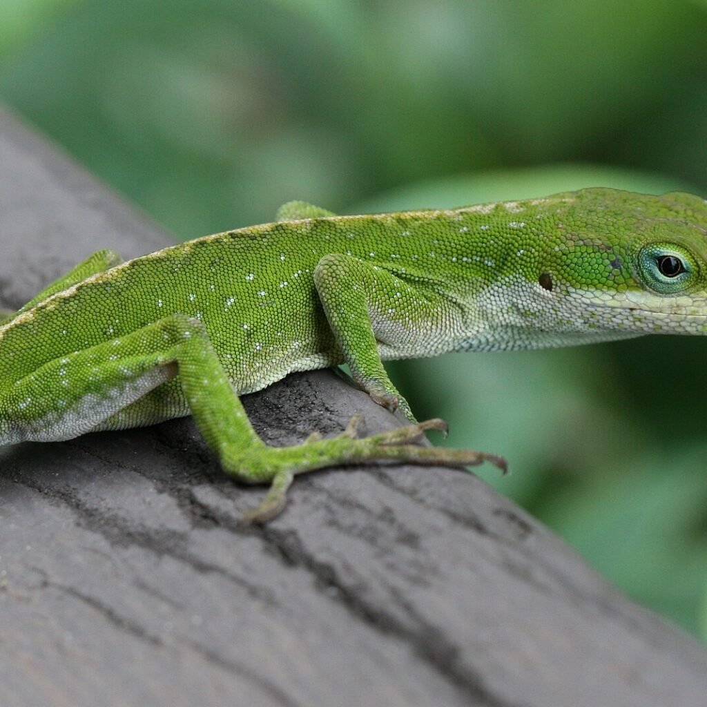 Anolis Verde