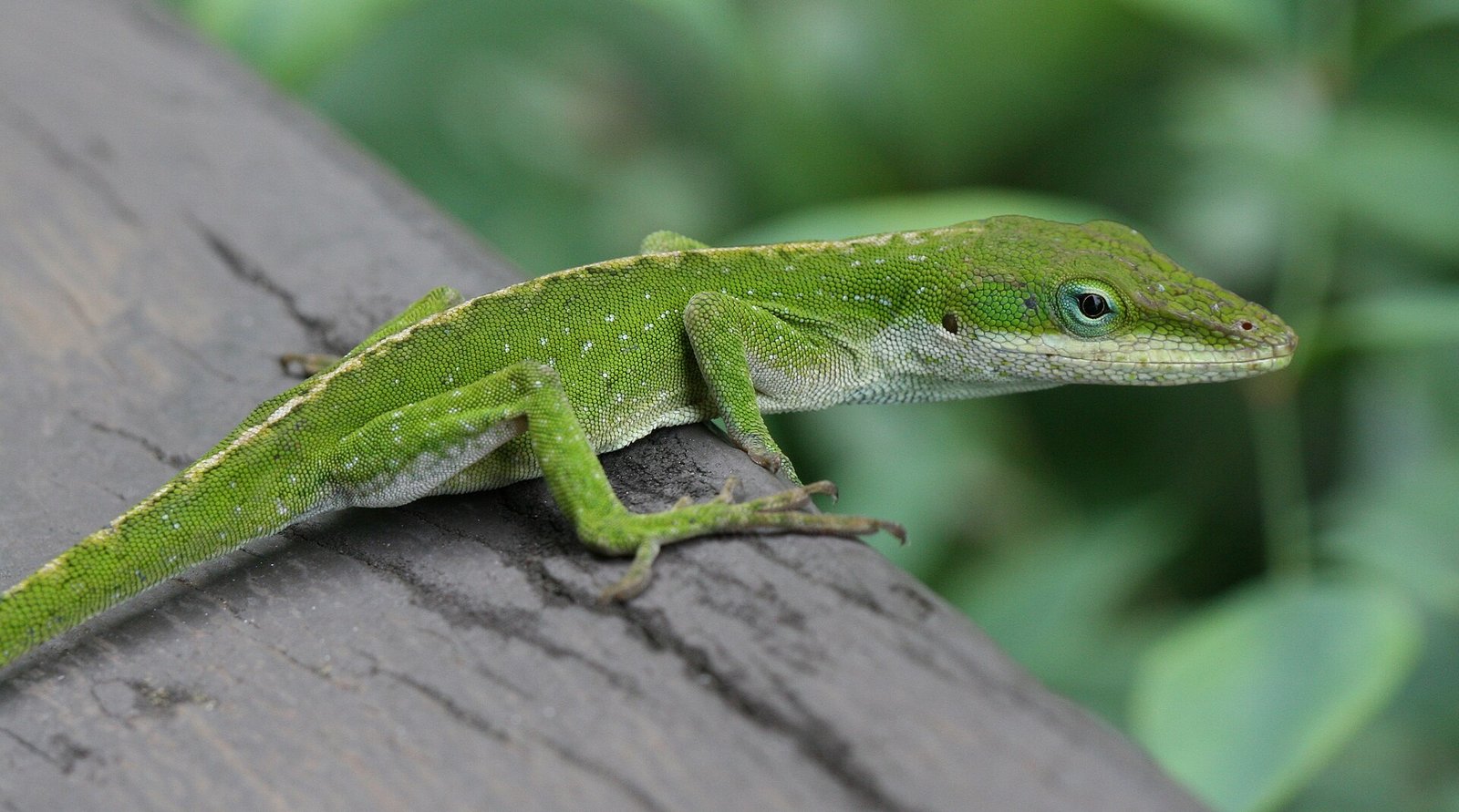 Anolis Verde — foto de referência