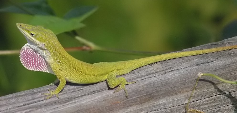 Anolis Verde — foto de referência