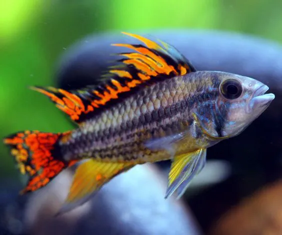Apistogramma Cacatuoides — foto de referência