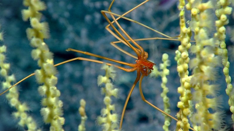 Sea spider — foto de referência