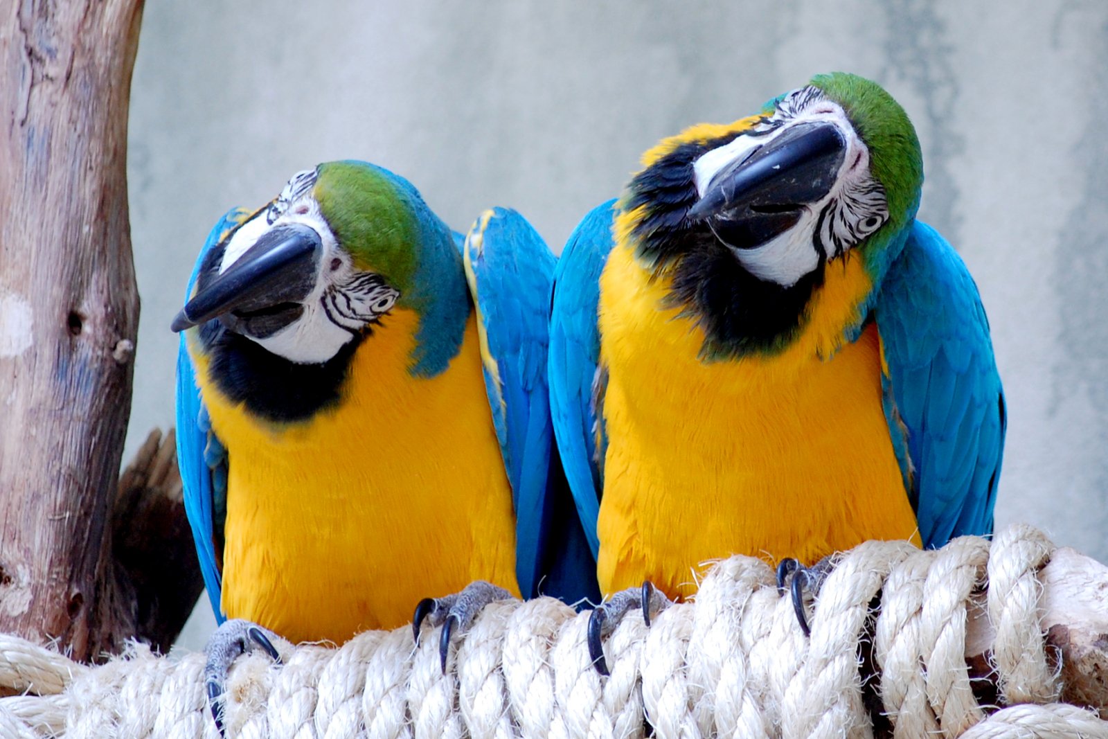Arara-canindé — foto de referência