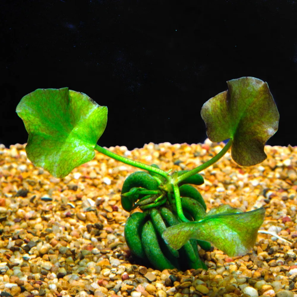 Planta Natural Bananinha Nymphoides Aquatica