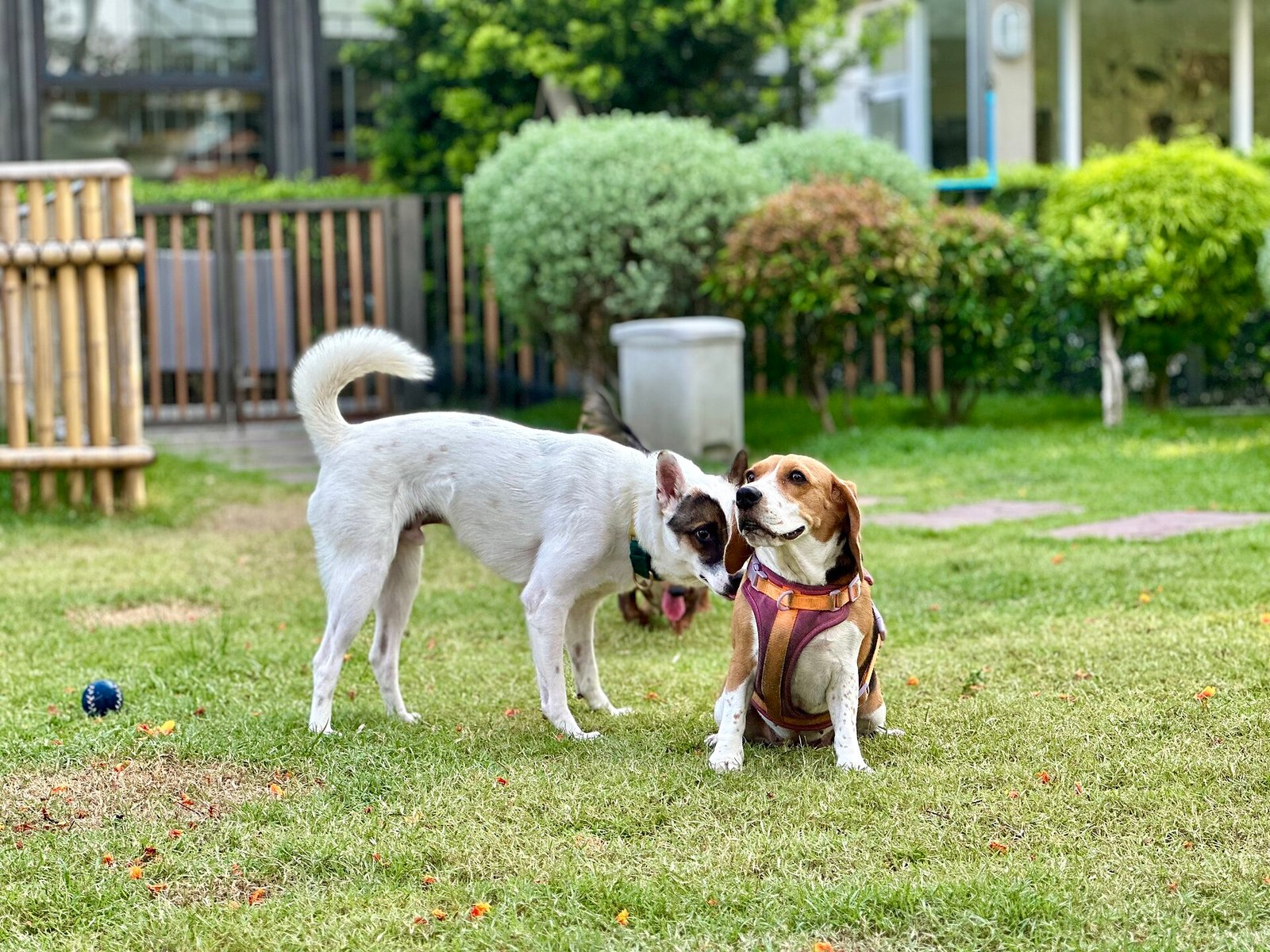 Beagle — foto de referência