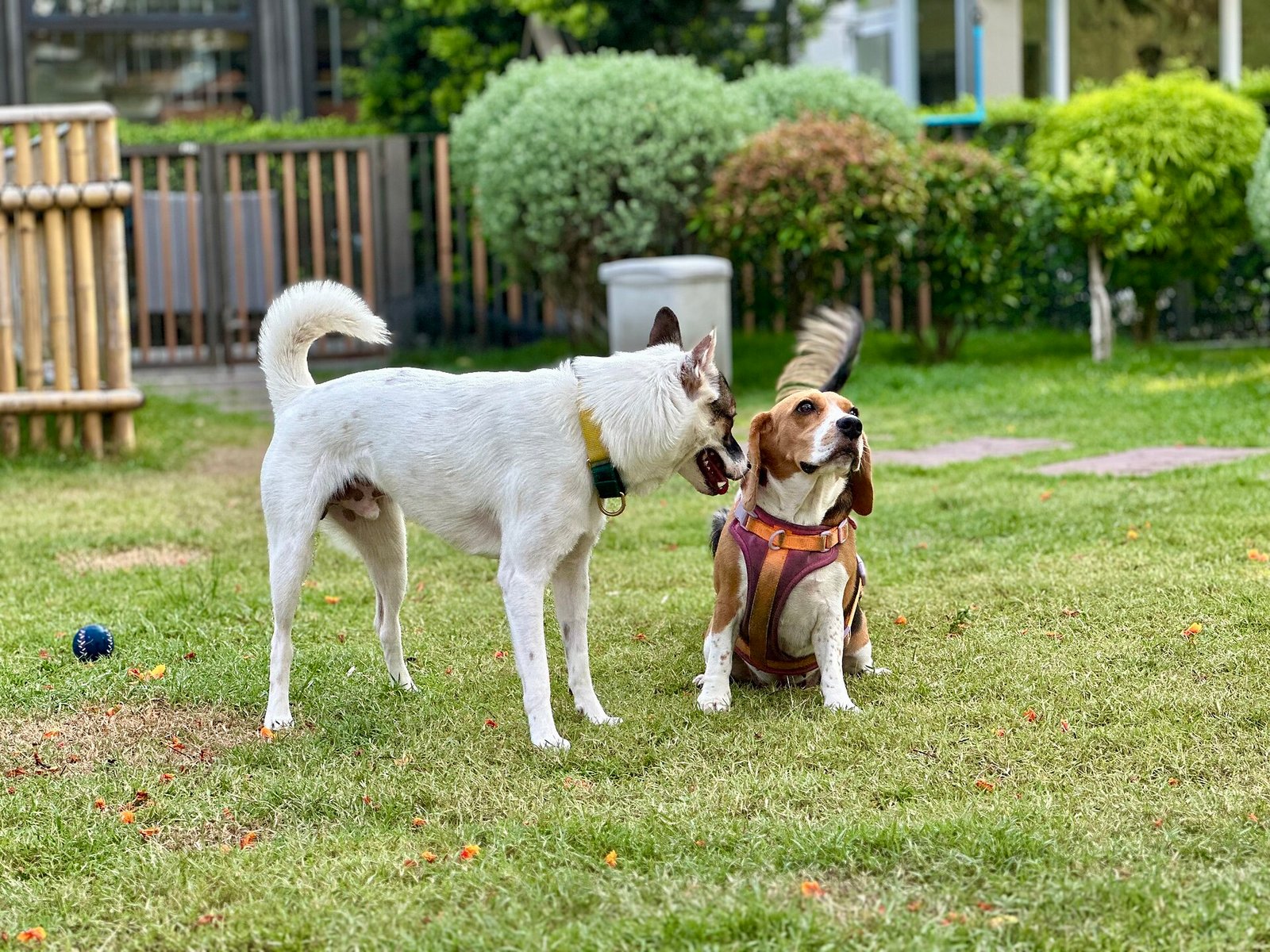 Beagle — foto de referência