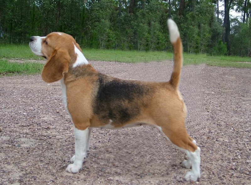 Beagle