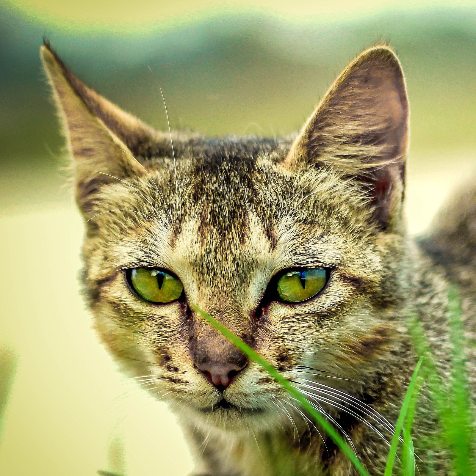 Bengal — foto de referência