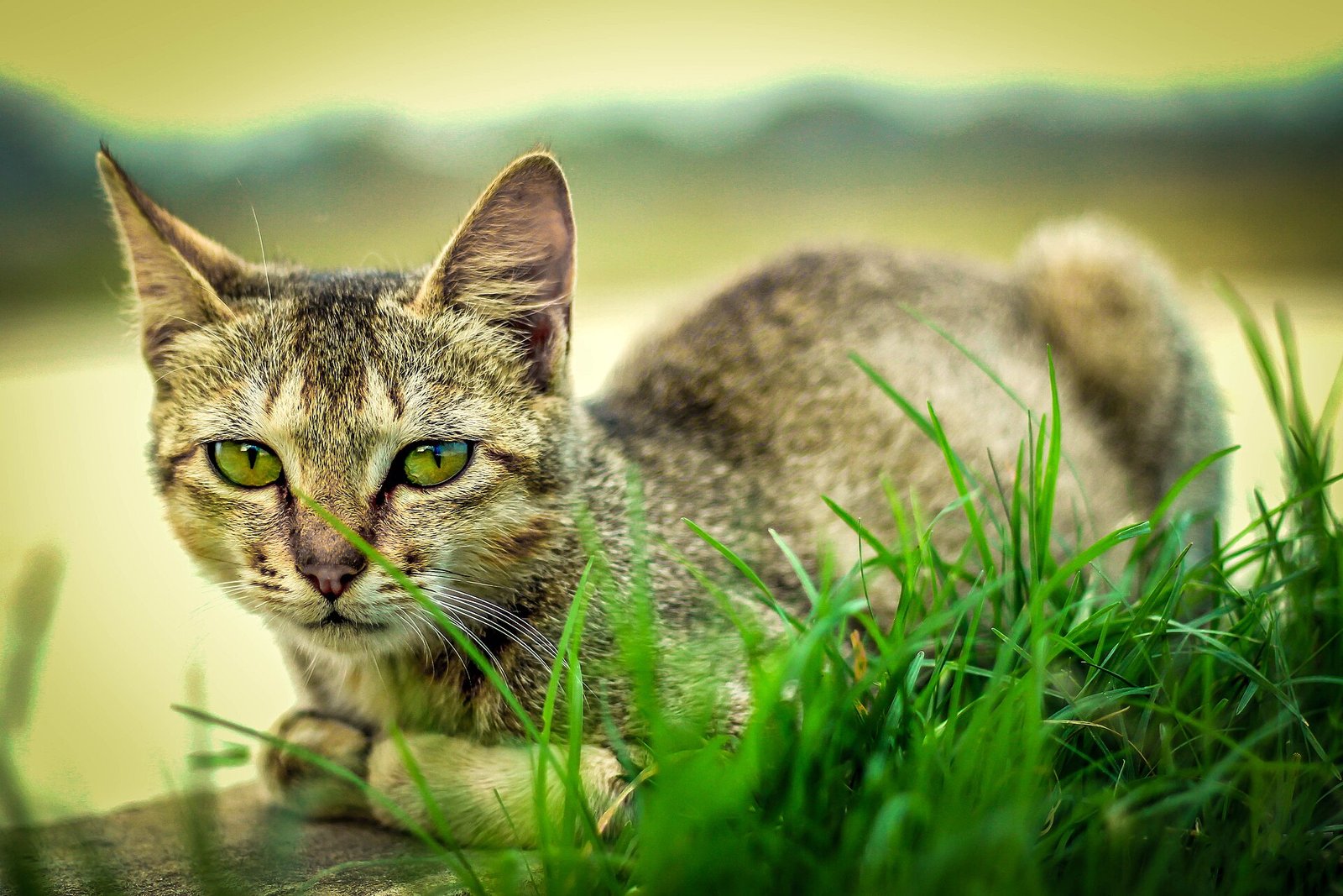 Bengal — foto de referência